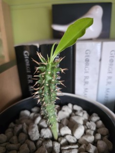 Aloe asperifolia | Seedlings | Shop Now