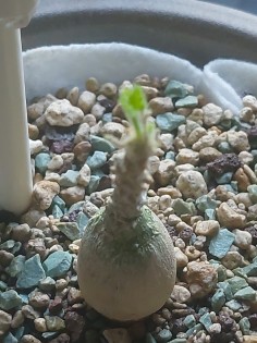 Dracaena cinnabari  Small | Seedlings | Shop Now
